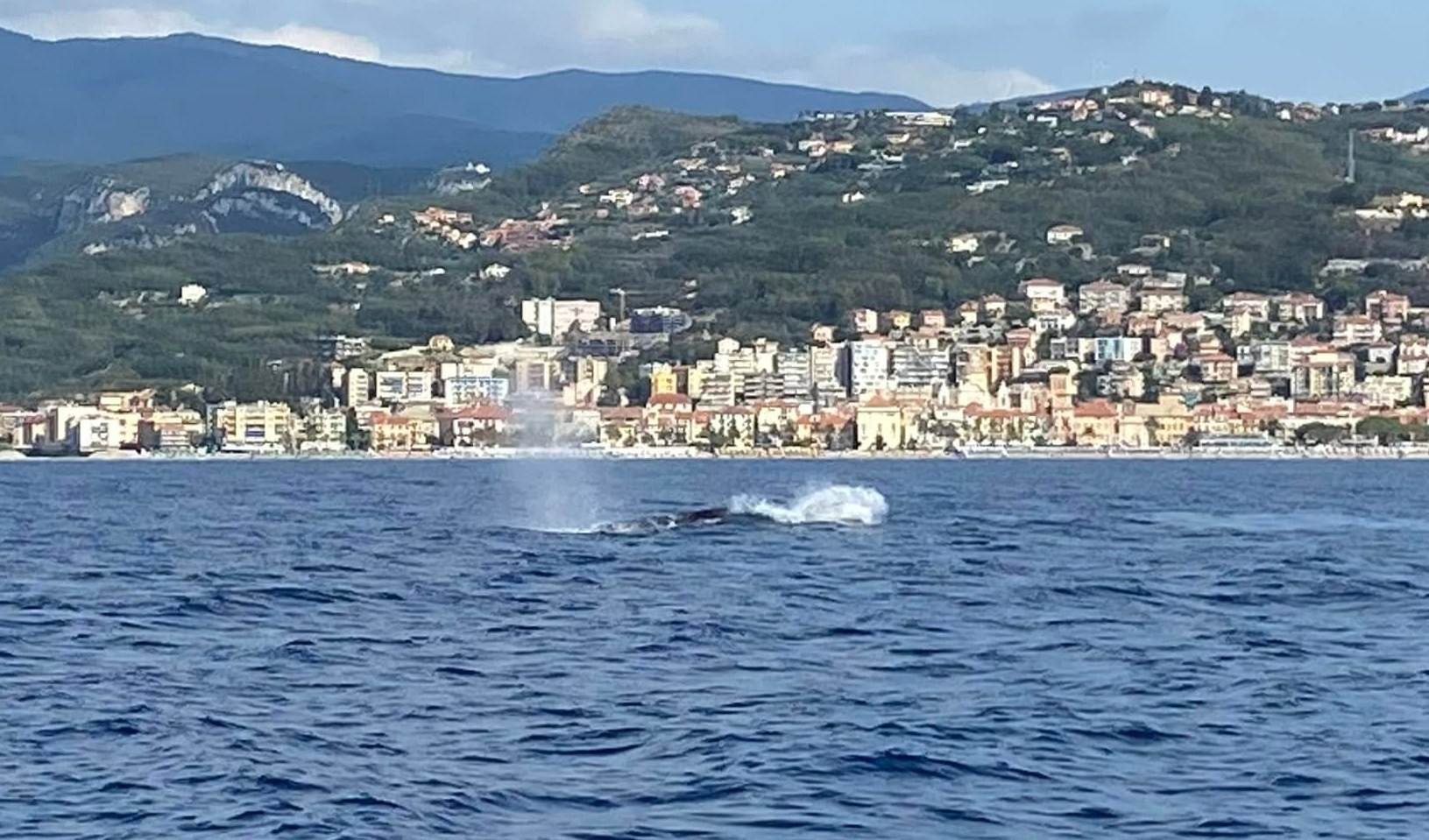 Balenottere avvistate nel savonese, gli esperti: 