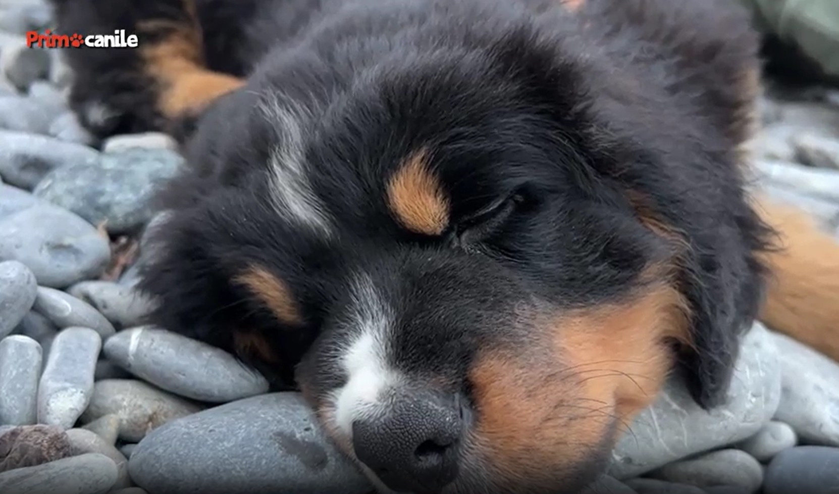 Adottare un cucciolo, come cambia la vita: la storia di Baloo su Primocanile