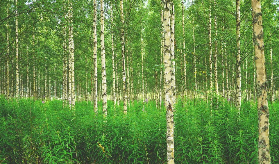 Allergie stagionali: fioritura anticipata di carpini, noccioli e betulle