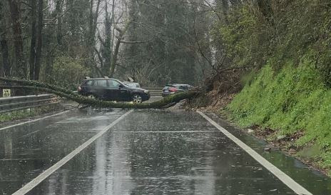 Caduta alberi a Beverino, riaperta l'Aurelia in entrambi i sensi