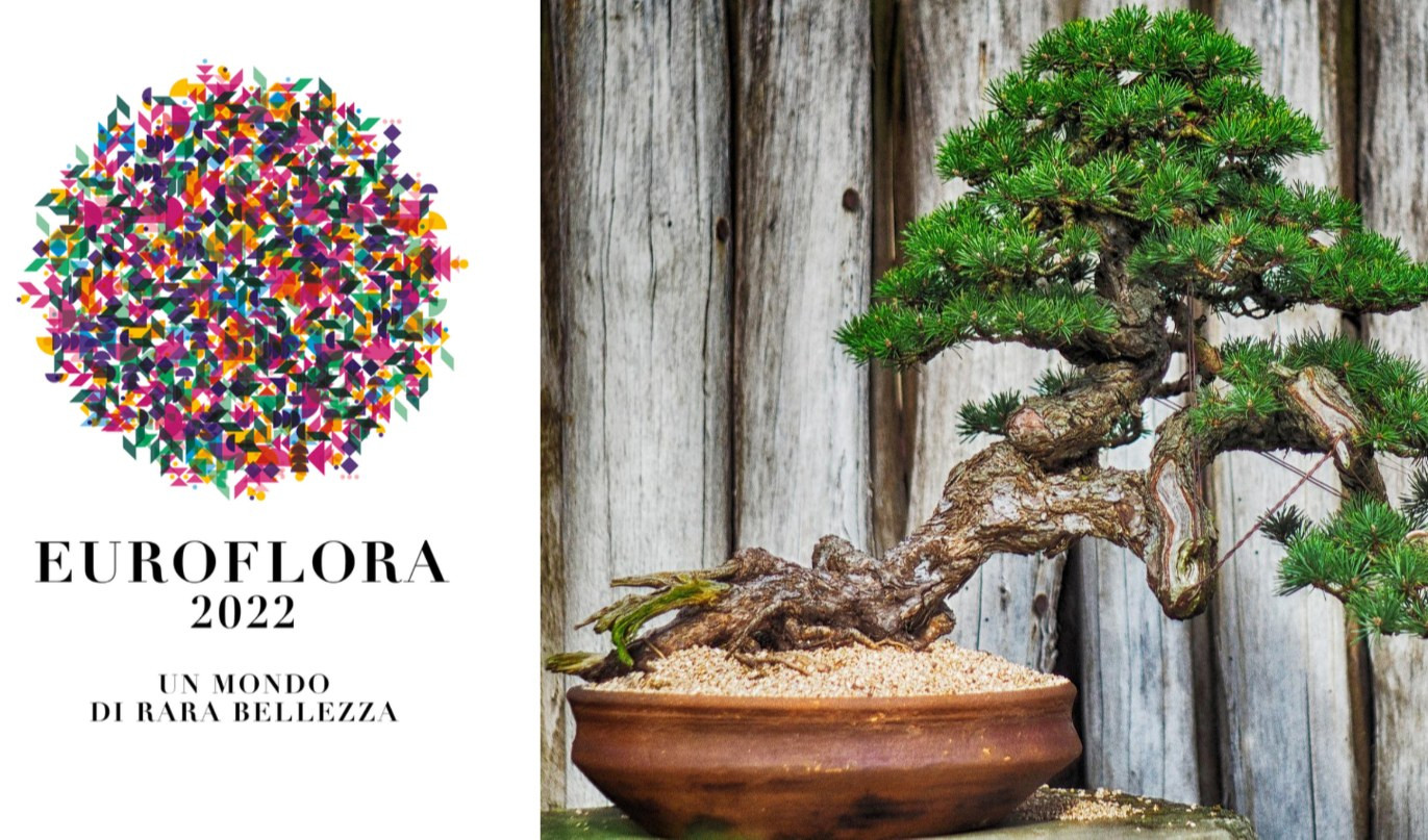 Euroflora, alla scoperta di più di 25 specie di Bonsai e boschi in miniatura