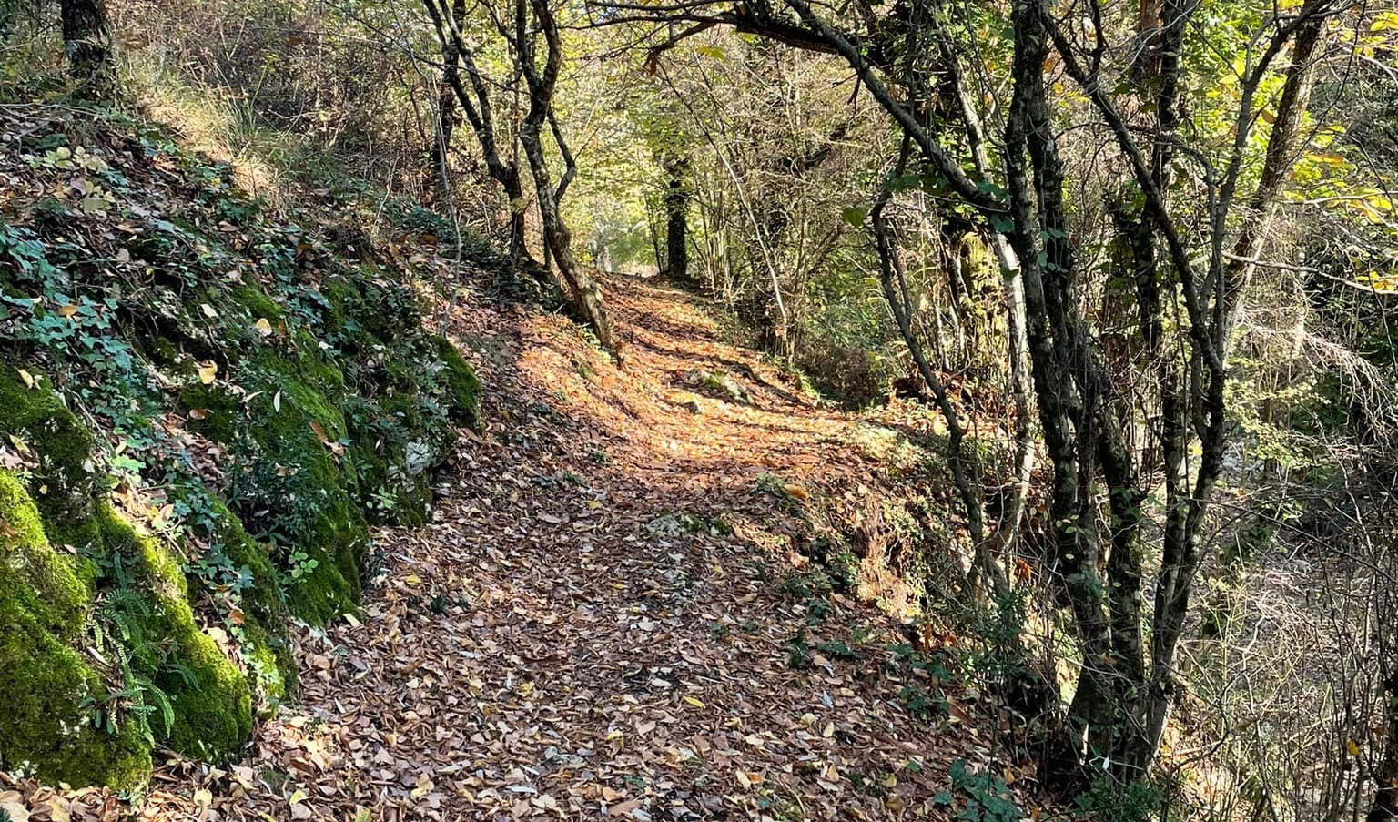 Disboscano un ettaro di foresta: una denuncia e sette multe