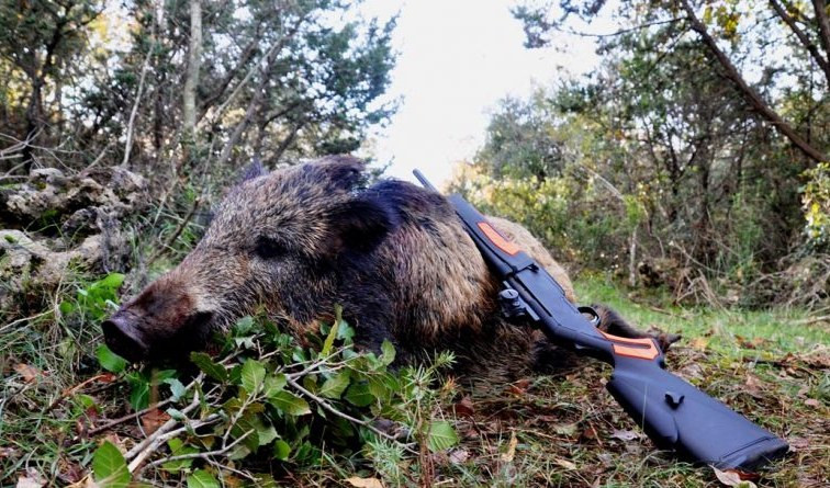 Regione Liguria, si all'estensione del periodo di caccia al cinghiale