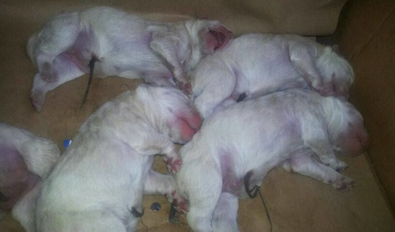 Genova, cinque cagnolini appena nati buttati in un cassonetto della spazzatura