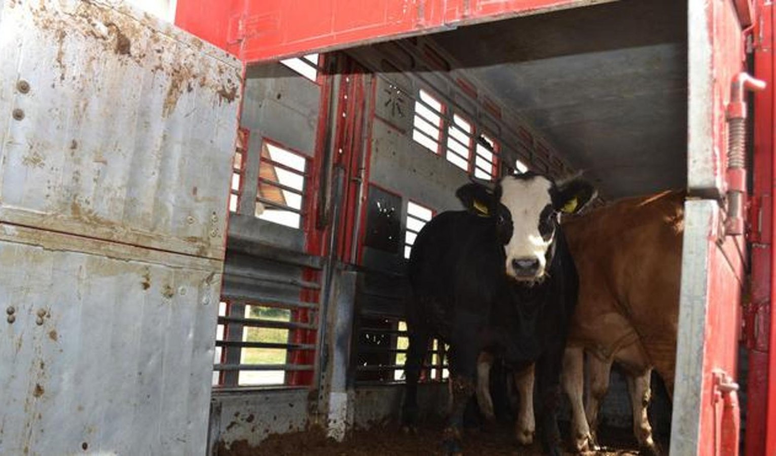 Camion con bestiame si ribalta, morta una mucca