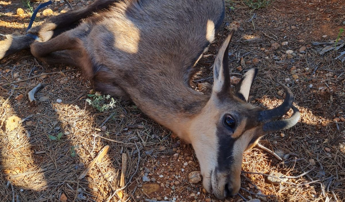 Albenga, camoscio finisce in un canalone: catturato e liberato sulle montagne