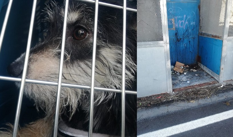Genova, cane abbandonato lungo l'argine del Polcevera