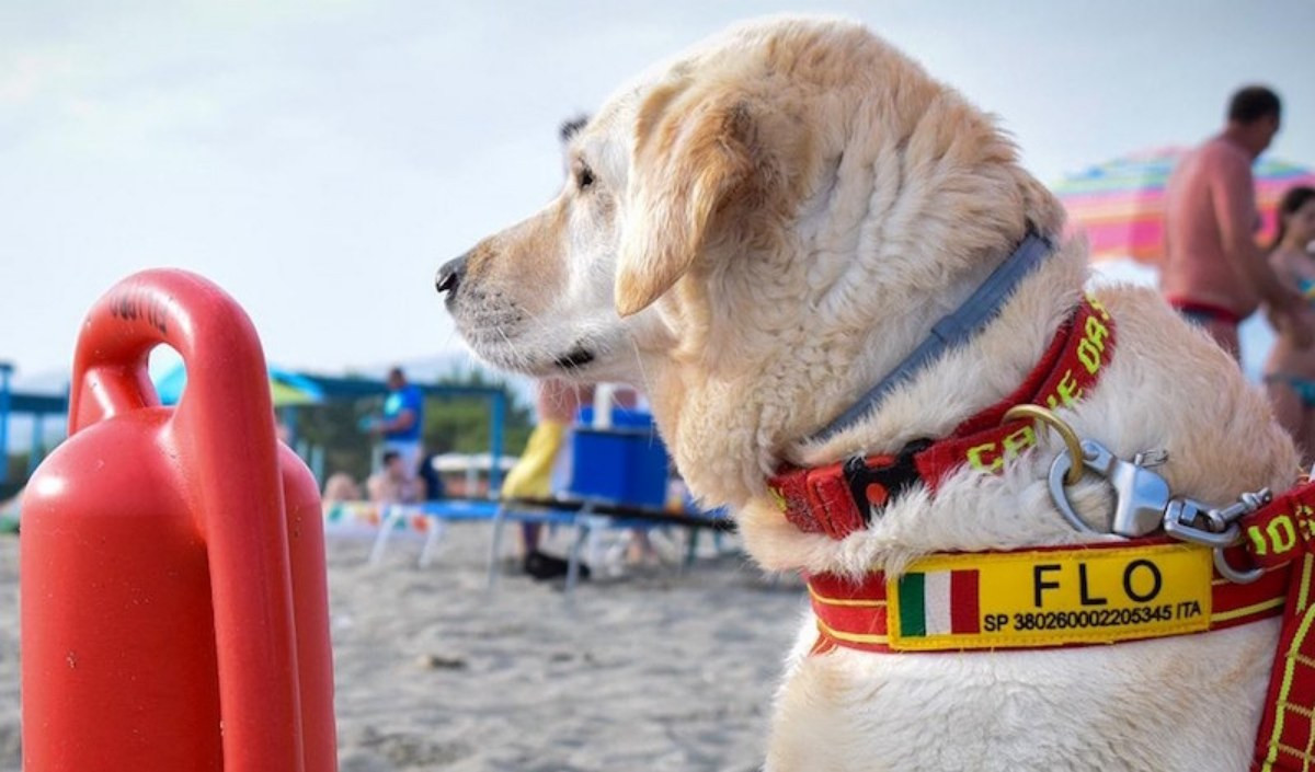 Giornata del cane, i bagnini a quattro zampe di Voltri tra salvataggi e formazione