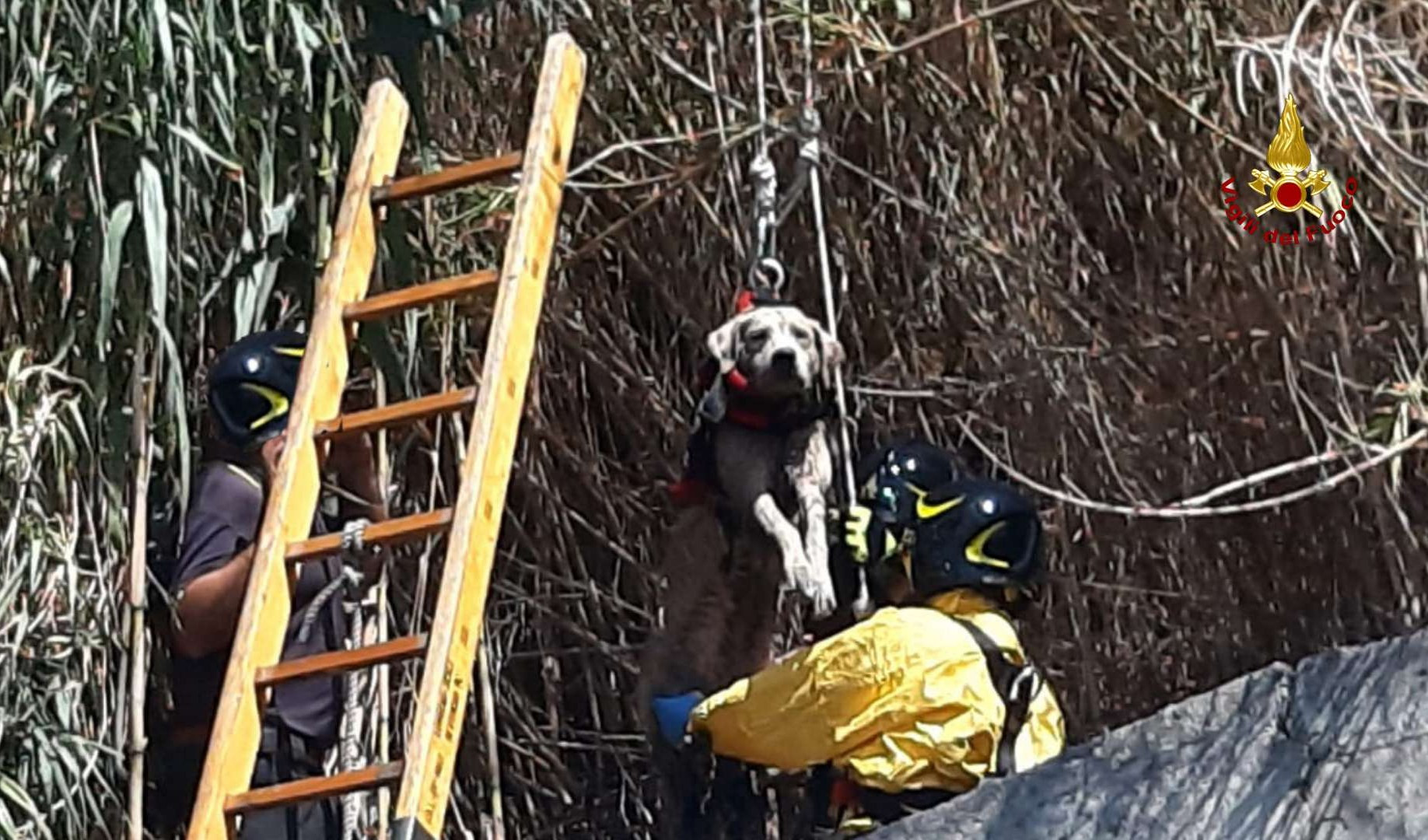 Cane scappa dal padrone e cade per sette metri in un canale di scolo: salvato