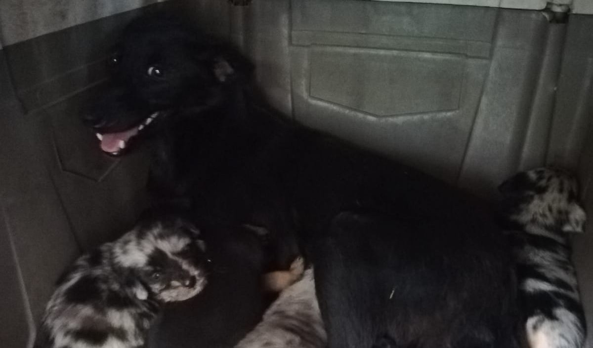 Genova, cuccioli abbandonati con la mamma davanti al rifugio: trovati in un trasportino sotto al sole