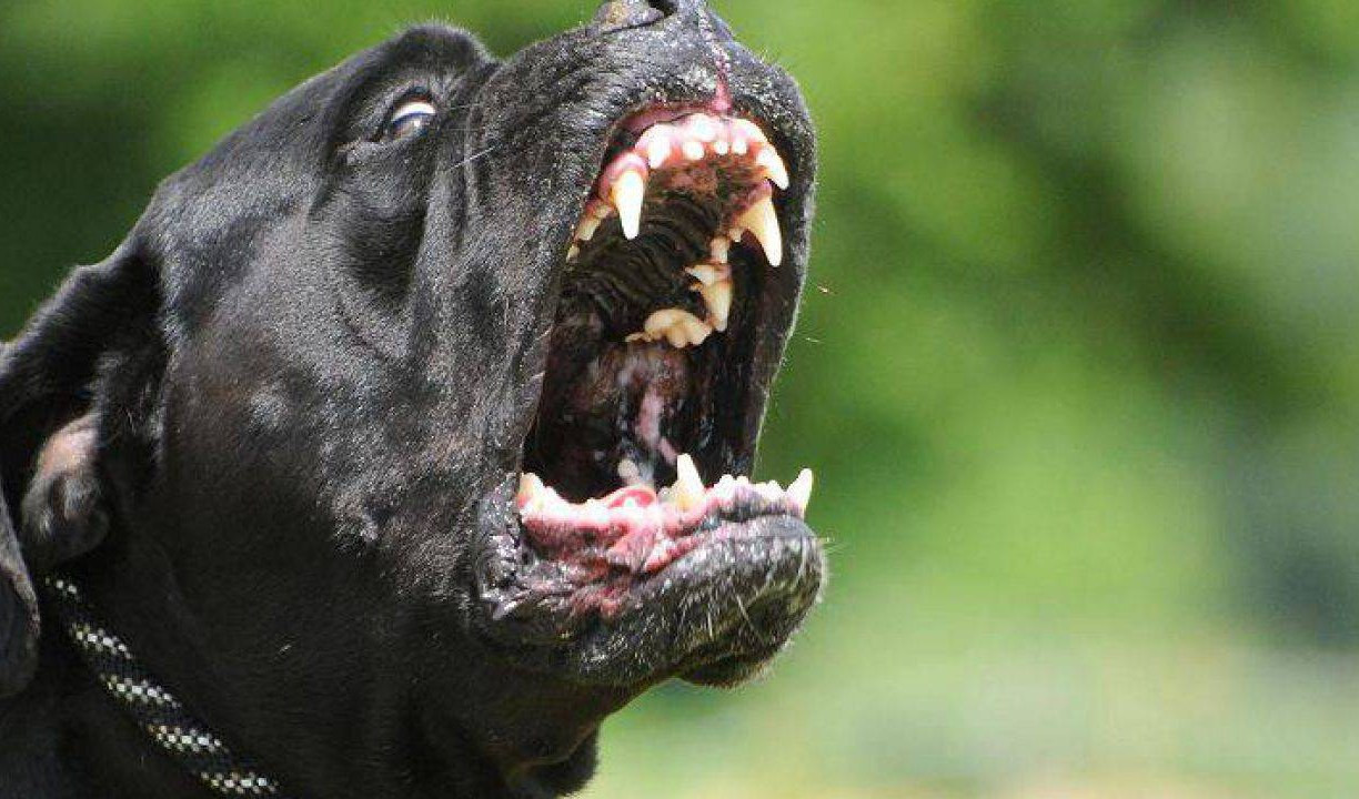 Bambina aggredita al volto da cane corso, secondo caso nell'imperiese