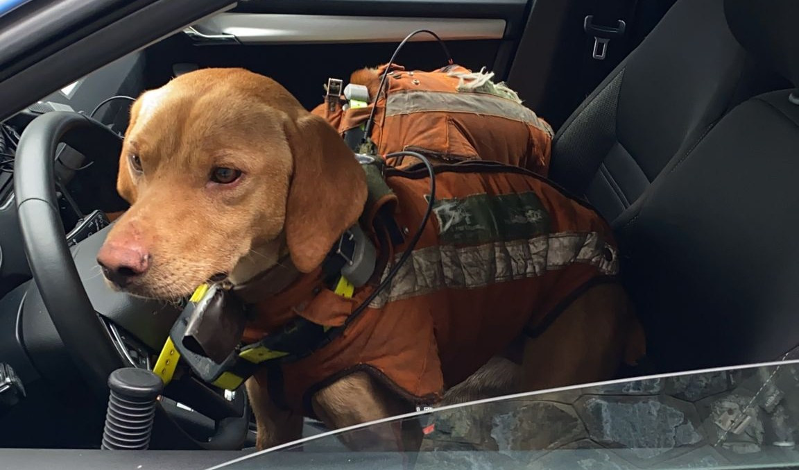 Cane da caccia sulla macchina della polizia