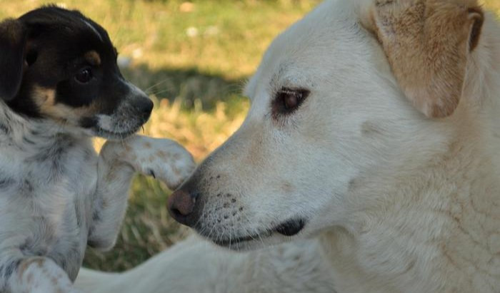 Guardiano aggredito da un cane che gli stacca un dito