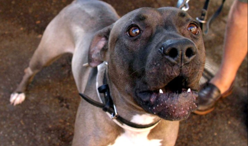 Lite al bar: uomo viene accoltellato, poi un pitbull lo azzanna
