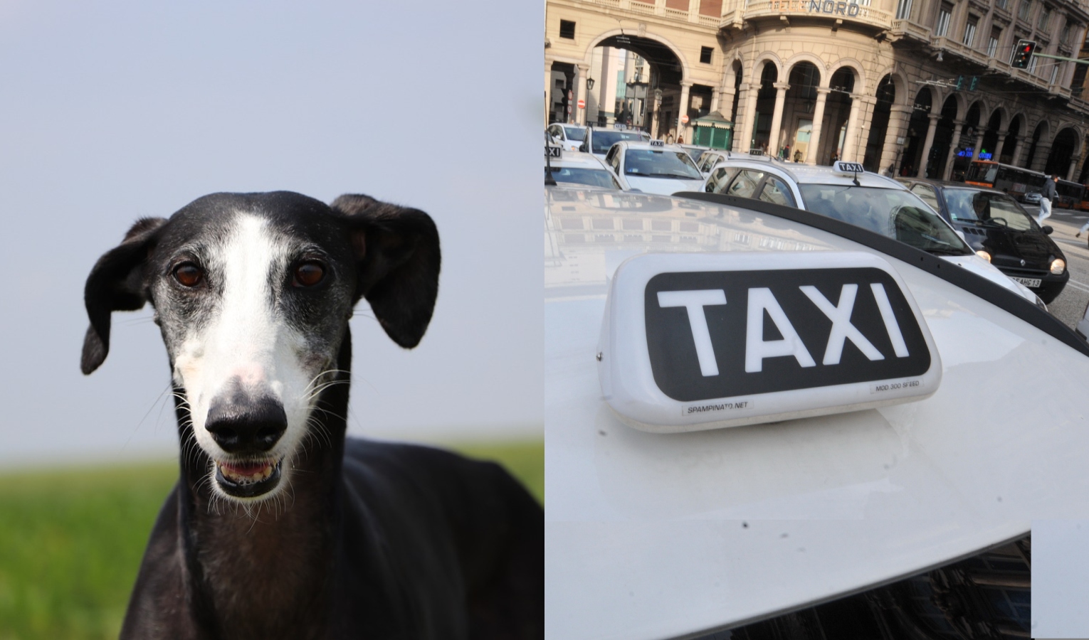 Taxi rifiuta passeggera con cane: 