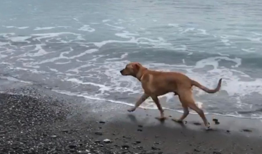Cane morde la padrona e un ragazzo poi scappa in spiaggia