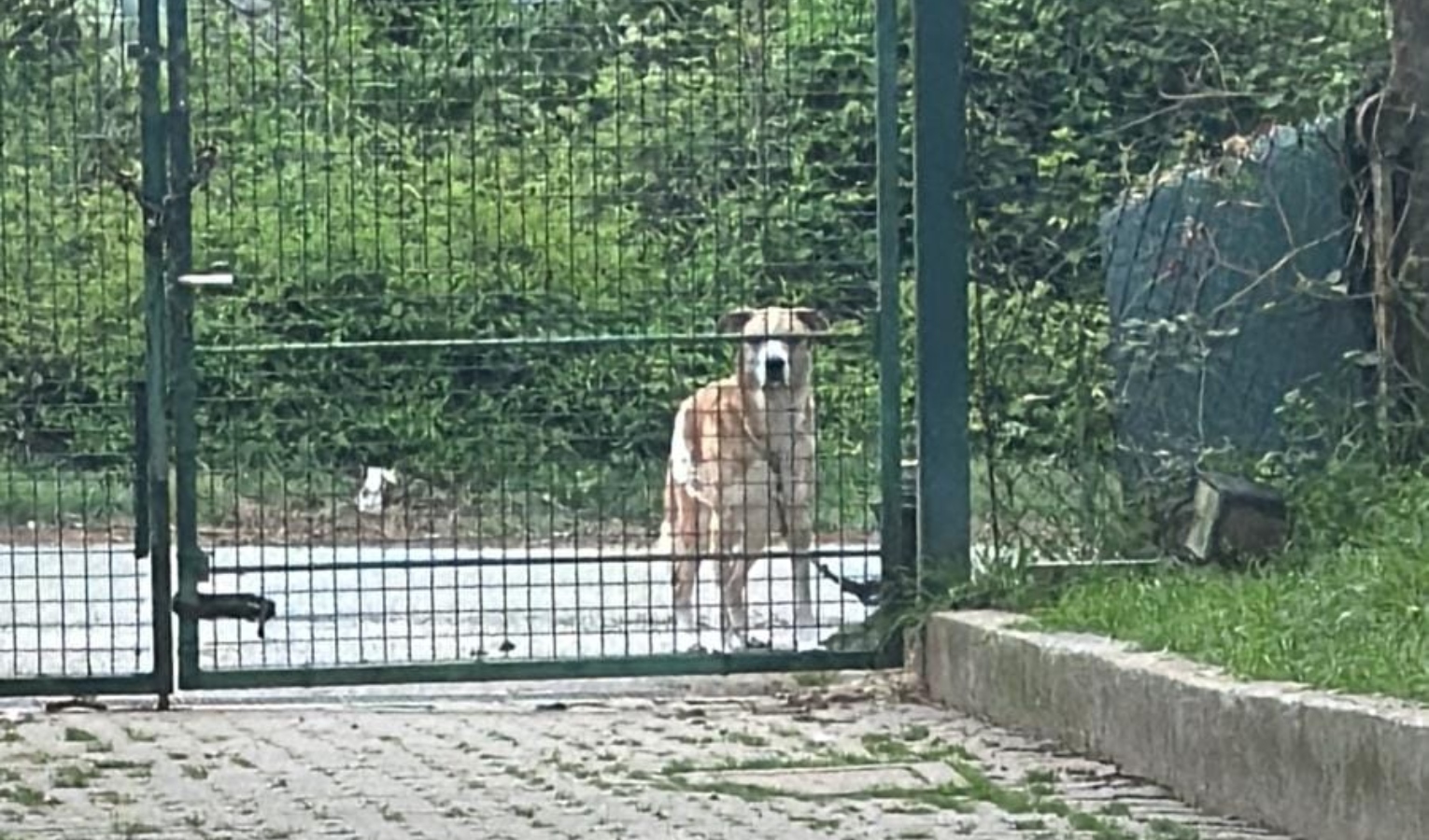 Genova, cane malato abbandonato davanti al Canile Montecontessa