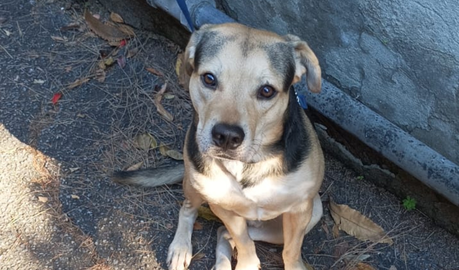 Abbandona il suo cane legandolo a un palo: denunciato. L'animale portato al canile