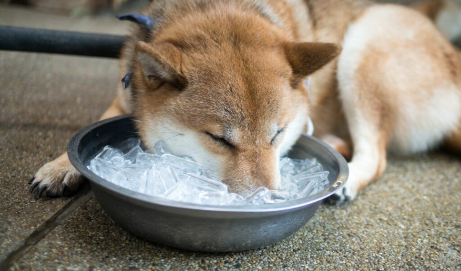 Caldo a Genova, cliniche veterinarie prese d'assalto: i consigli