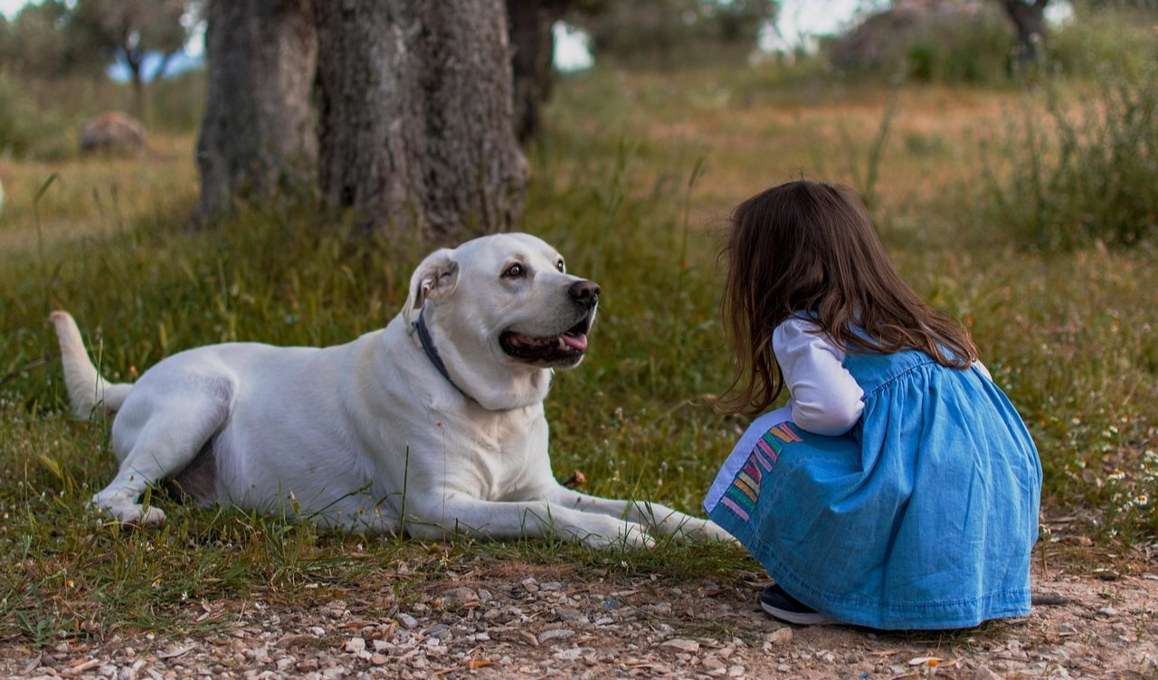Giornata degli amanti dei cani, l'educatore cinofilo: 