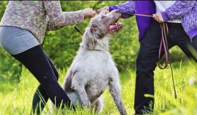 Genova, minaccia di uccidere il cane dell'ex fidanzata che ha in custodia