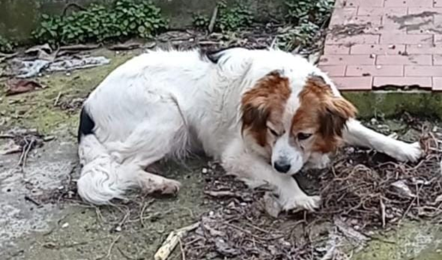 Genova, cane anziano scappa: l’appello per ritrovarlo