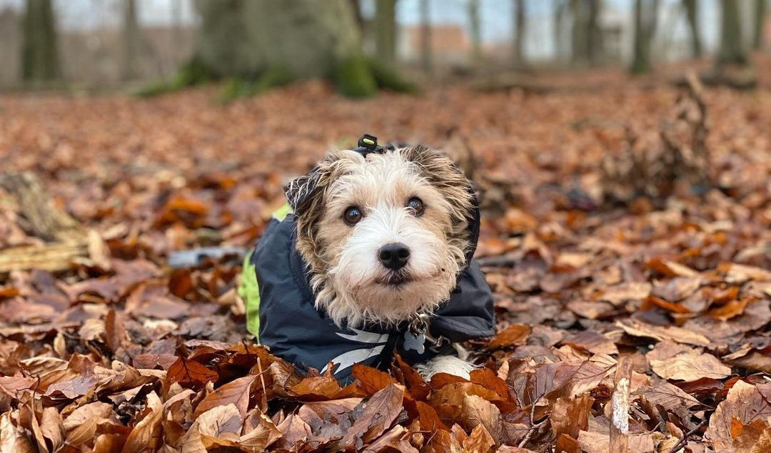 Creduto morto a Portofino e poi salvato: la storia del cane Matteo