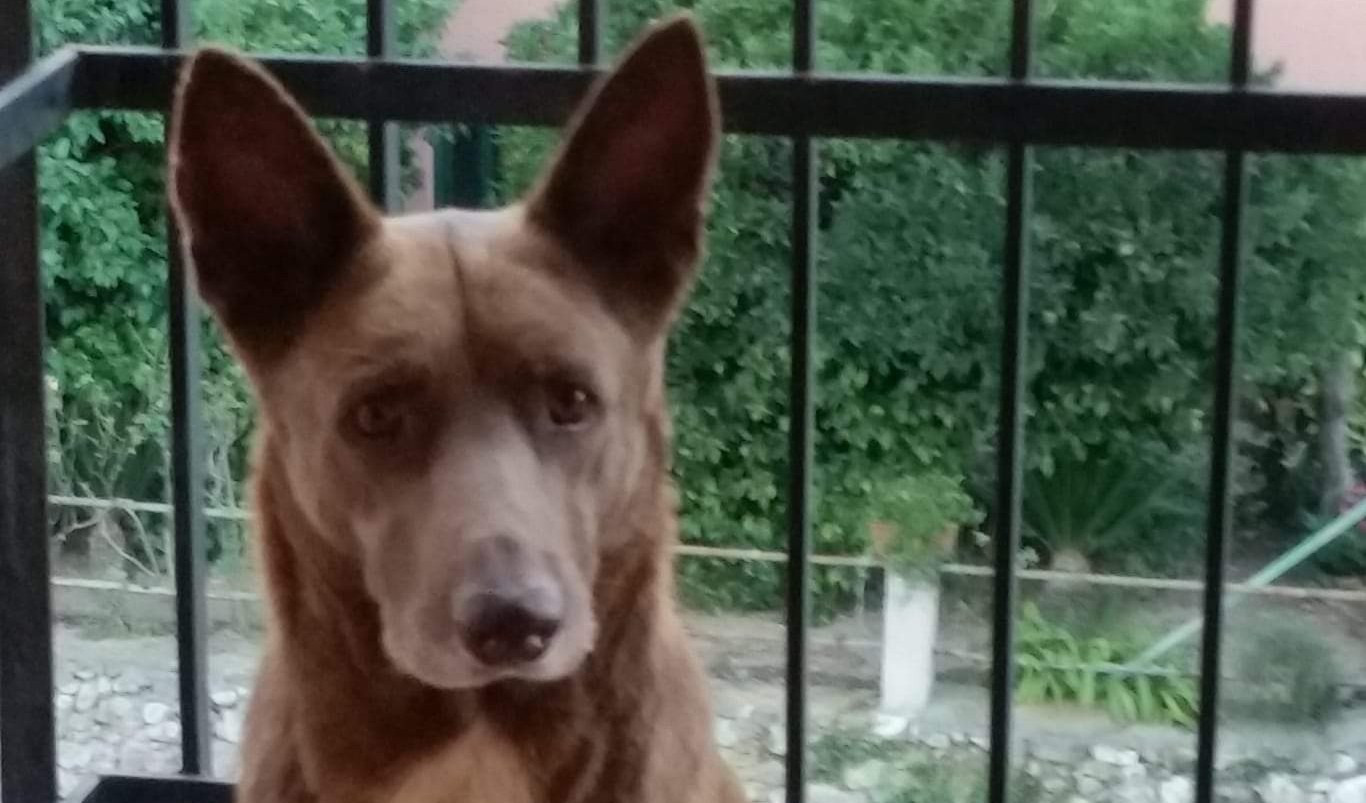 Il cane Noè si perde in un dirupo ma lo salva il soccorso alpino