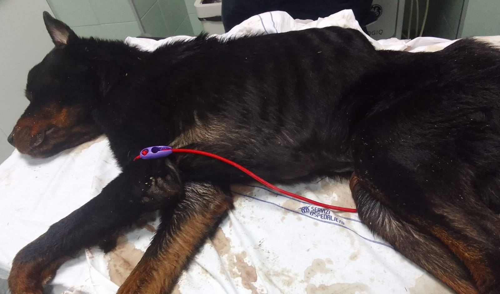 Genova, non cura il suo Rottweiler infestato da larve: 