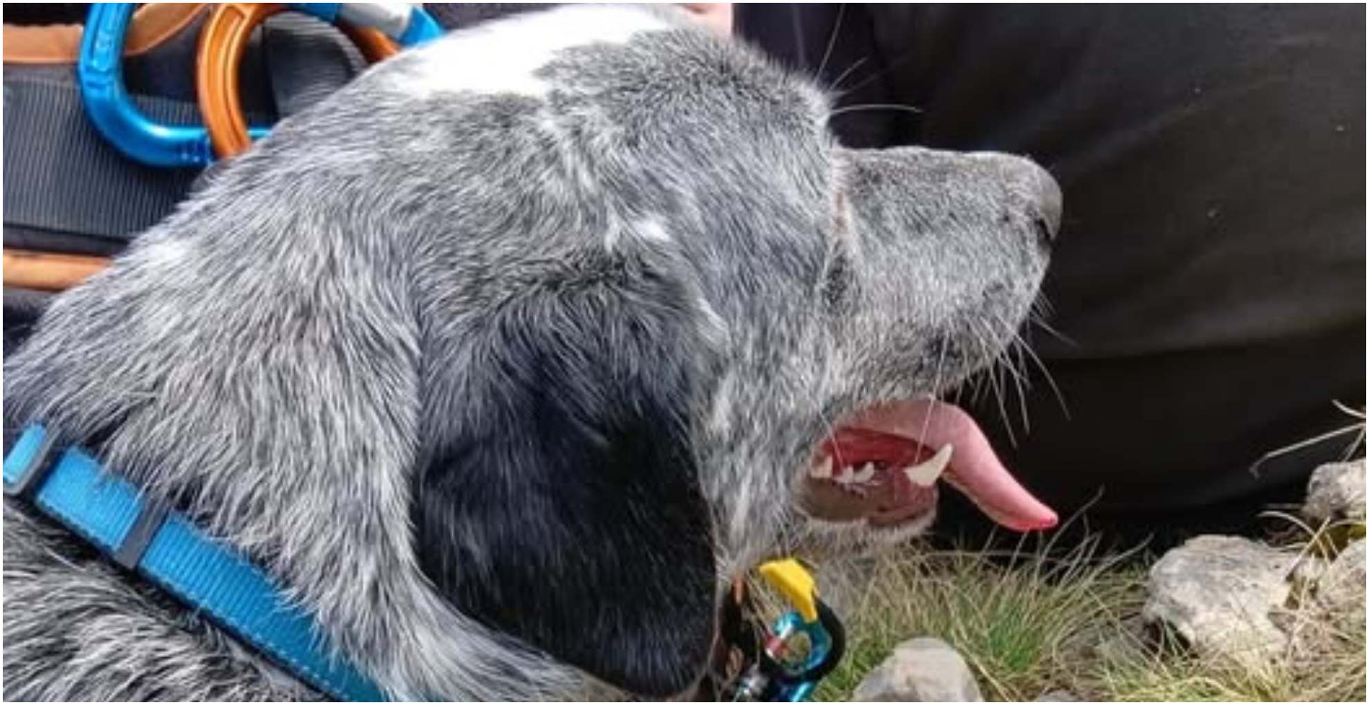 Cane nel dirupo da sei giorni: Rudy è stato salvato