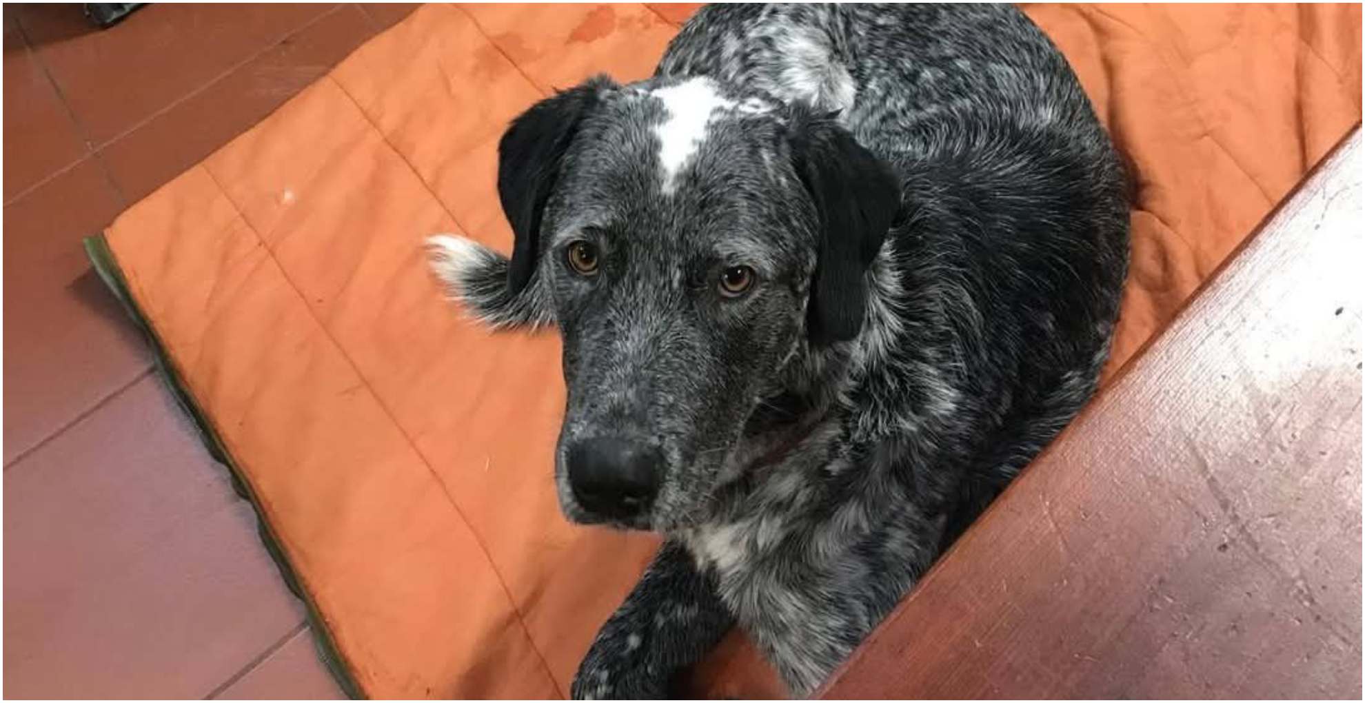 Apprensione per il cane Rudy da 48 ore in un dirupo: partono le ricerche col drone