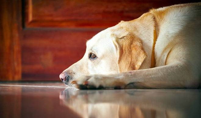 ﻿Genova, Borgoratti choc: sono due i cani morti nella casa disabitata