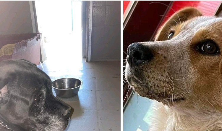 Genova, si liberano del vecchio cane legandolo sul monte Fasce