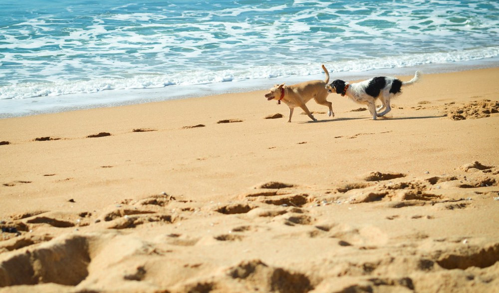 Cani in spiaggia, Bertorello (Lega): 