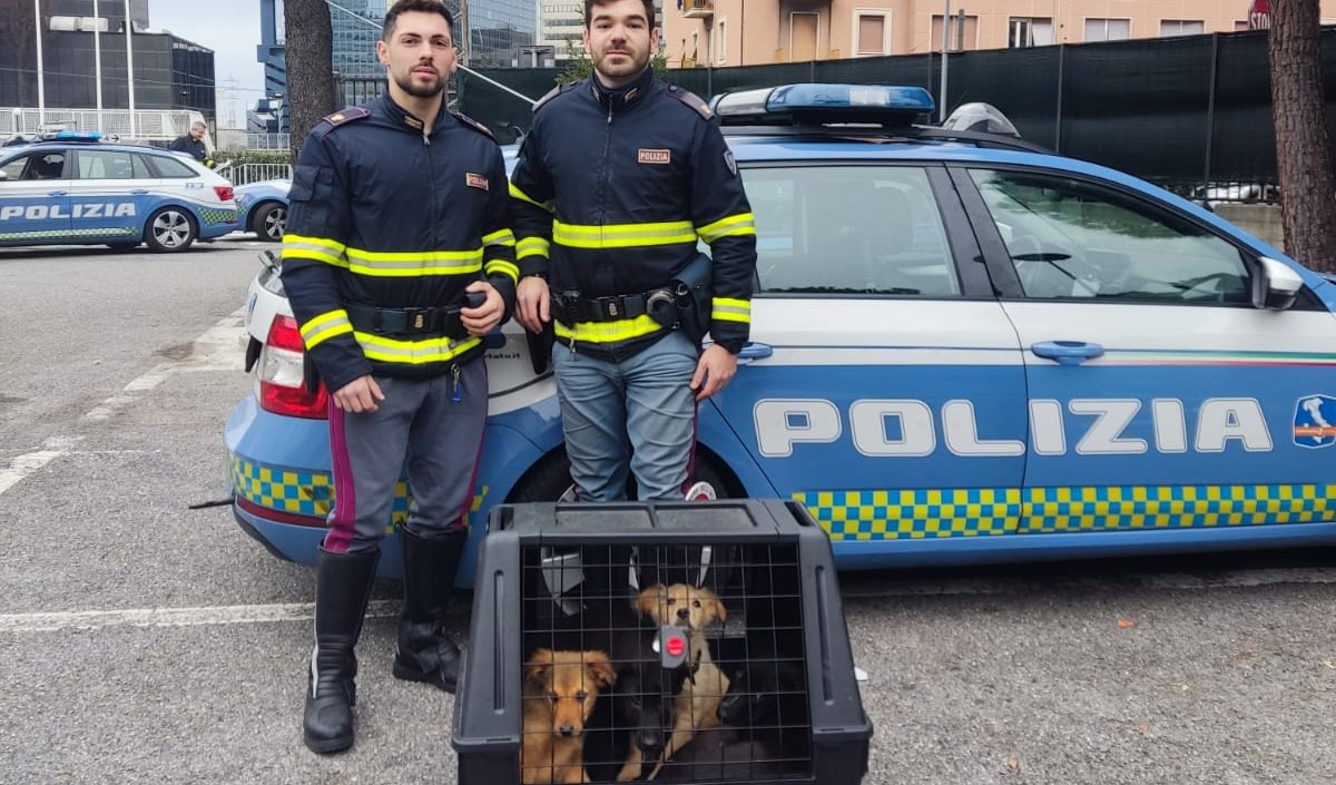 Maremmano morde conducente, la stradale interviene e porta cane e cuccioli in caserma