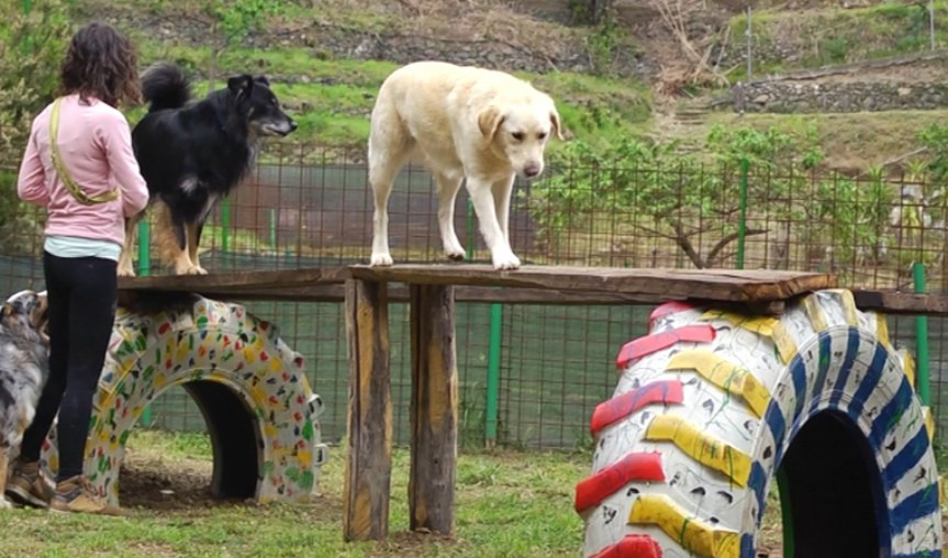 Genova, individuate nuove possibili aree di sgambature cani