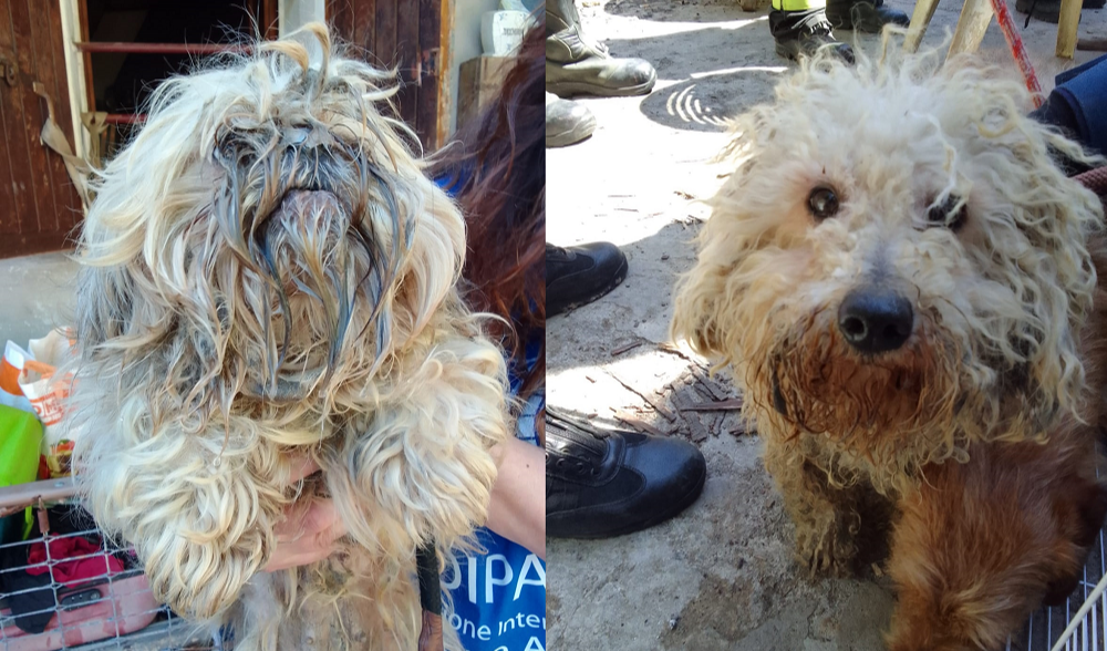 Genova, sospetto traffico di cani: sequestrati 16 shih tzu e chihuahua