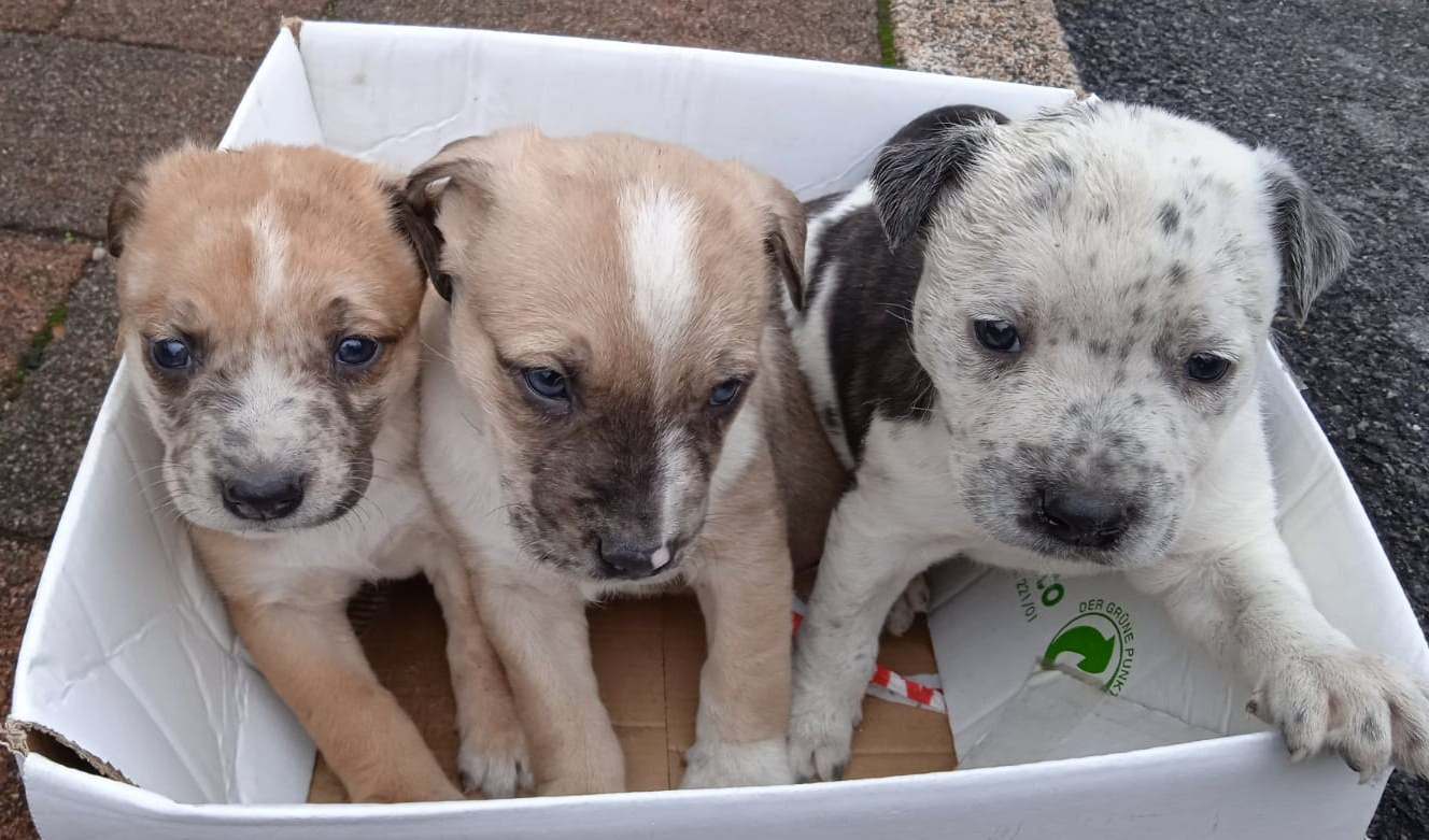 Borgo Fornari, tre cuccioli abbandonati in attesa di adozione