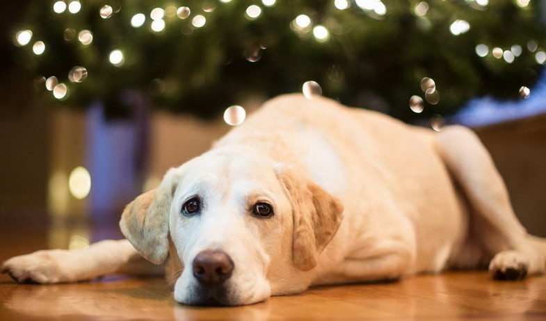 Botti di capodanno, i consigli degli animalisti: 