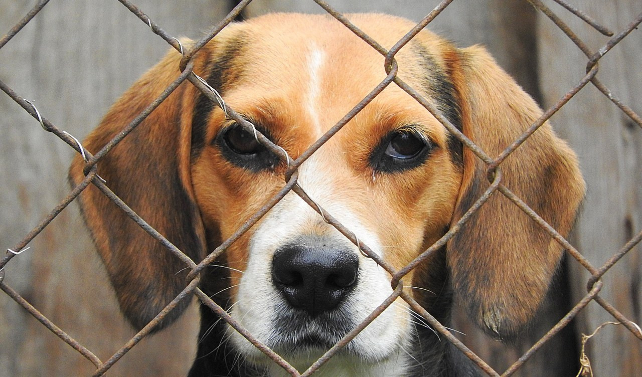 Genova, al canile 'sovraffollato' sempre più cani malati e anziani