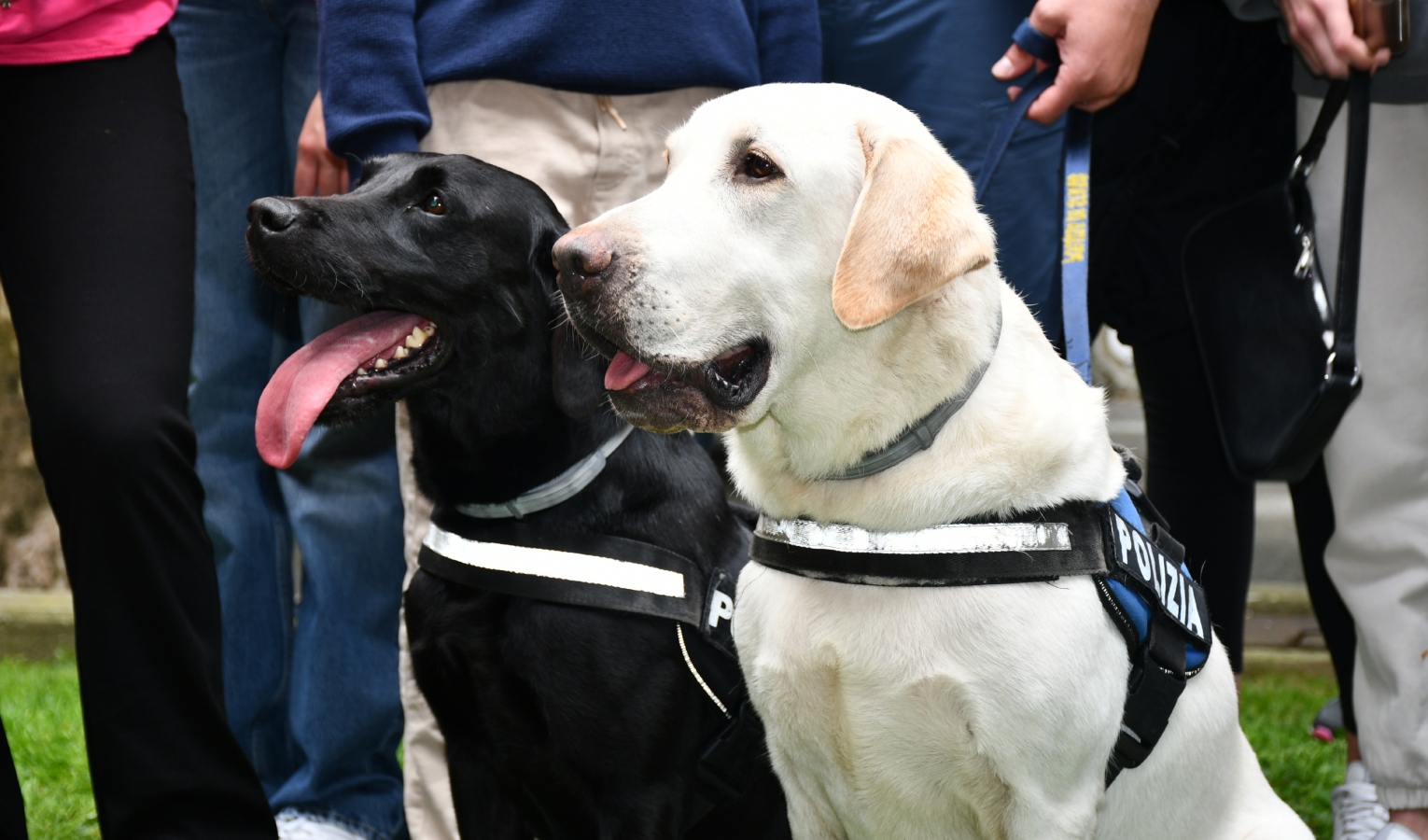 Il Comune cerca sponsor per aree cani, oasi feline e il canile Monte Contessa