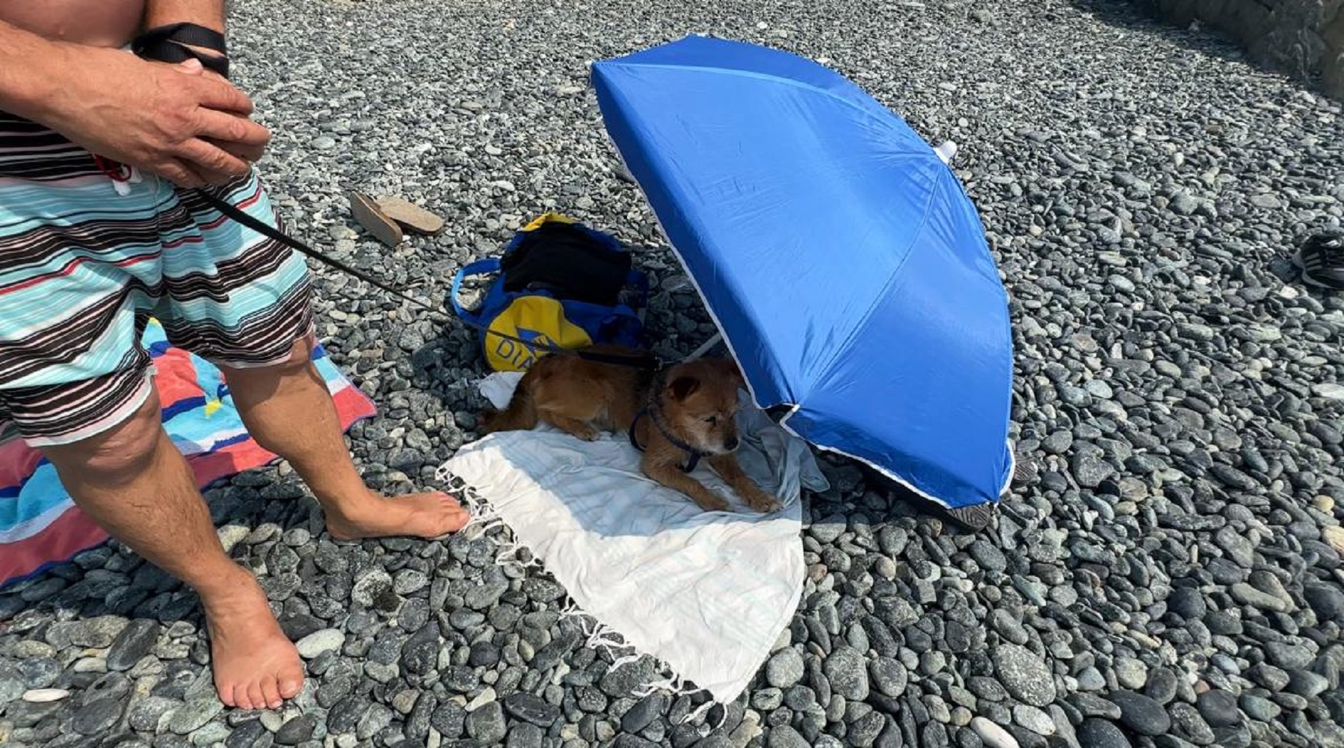 Inchiesta spiagge per cani, i genovesi: 