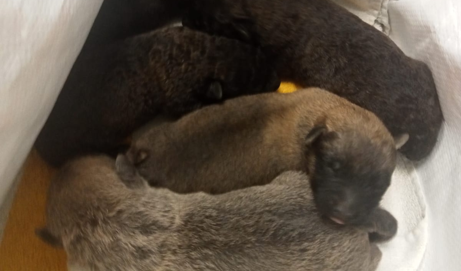 Genova, cuccioli nella spazzatura trovati da poliziotti in via Valtrebbia