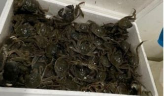 Capodanno cinese: sequestrati 230 kg di pesci esotici vietati