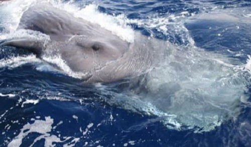 Eccezionale avvistamento di capodogli nel Mar Ligure