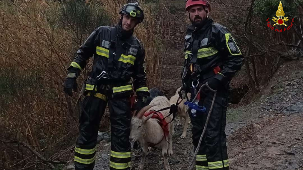 Genova, capra finisce in un dirupo: salvata dai vigili del fuoco