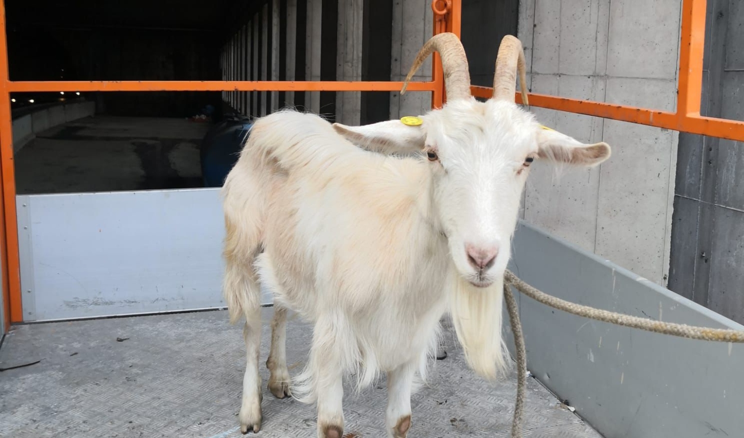 Genova, ancora una volta una capra sull'A7