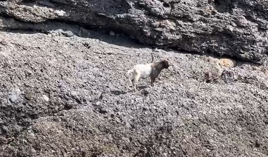 Una capretta nella Baia di San Fruttuoso, avvistata sugli scogli in riva al mare