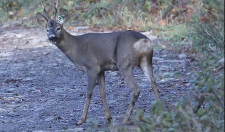 Capriolo ferito a bordo strada salvato da soccorso alpino