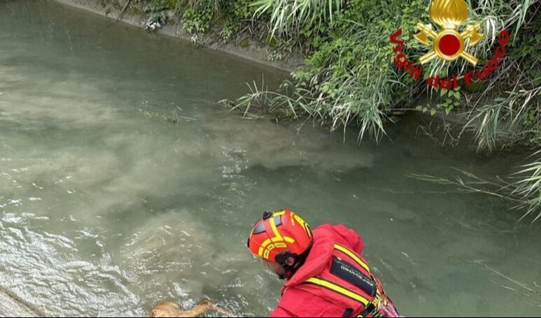 Vigili del fuoco salvano capriolo finito nel canale a Sarzana